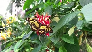 Niagara Parks Butterfly Conservatory