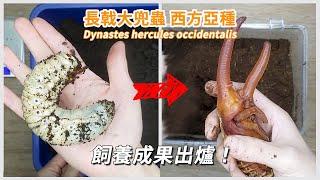 【山林蟲坊】長戟大兜蟲西方亞種的飼育成果 | Dynastes hercules occidentalis: Rearing Results