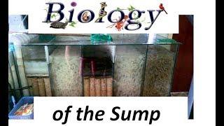 Biology of the Aquarium Sump