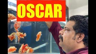 Oscar  Fish Keeping | Oscar Fish Aquarium | Mayur Dev's Tips for Oscar fish Keeping HD 1080p