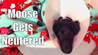 DOG NEUTER: My Dog's Neuter Surgery Experience and Recovery Vlog