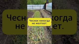 Чеснок больше никогда не желтеет! #дача #огород #сад #чеснок #подкормка #лайфхак #советы
