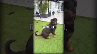 Rottweiler Breed #shorts