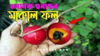 মাকাল ফল | বাইরে সুন্দর ভিতরে নিষ্ফলা | মাকাল ফলের ভয়ানক গুনাগুন | Makal Fol | Redball Snakegourd