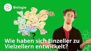 Entwicklung von Einzeller zu Vielzellern: einfach erklärt - Biologie | Duden Learnattack