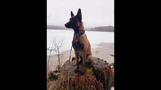 Ryka 3/20/21 Belgian Malinois