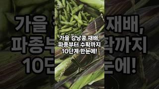 가을  강낭콩 재배 파종부터 수확까지 10단계  #형제들의텃밭 #제이엠텍코리아 #강낭콩#가을강낭콩