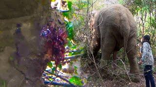 People who helped the elephant with an injured leg. SL WILD TV