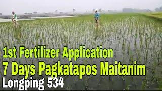 Rice Farming: 7 Days After Transplanting | 1st Application of Fertilizer