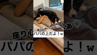 パパの上が特等席⁉️甘えん坊バーニーズにキュン　#バーニーズマウンテンドッグ #犬　#かわいい犬 #癒し #犬のいる暮らし