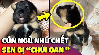 Cười xỉu với bé cún 'NGỦ NHƯ CHẾT' khiến con sen bức xúc vì bị chửi oan |  Gâu Đần