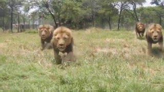 Lion feeding up close in Zimbabwe