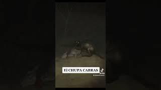 el chupa cabras #shorts #short #horrorstories #leyendas #misterio #viral #fyp #parati #greenscreen