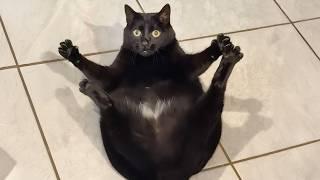 Cats Get Way Too Dramatic  Best Funny Cat Videos 2025