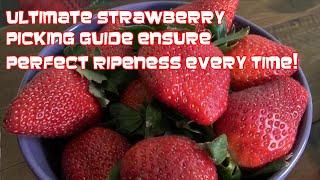 Ultimate Strawberry Picking Guide Ensure Perfect Ripeness Every Time!