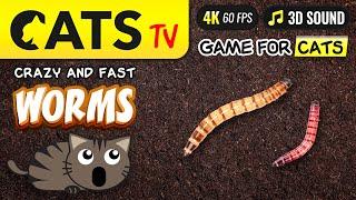 CATS TV - Fast worms game 🪱 4K  60fps  3D Sound  [4K]