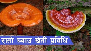 रातो च्याउ (Reishi Mushroom) खेती प्रविधि || Reishi Mushroom Farming in Nepal ||