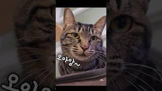 잠시 후 이 고양이는...(마지막주의)   #shorts #chattering #cat #고양이울음소리