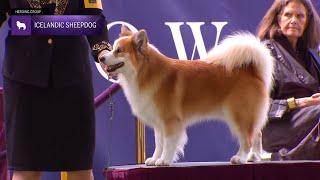 Icelandic Sheepdogs | Breed Judging 2024