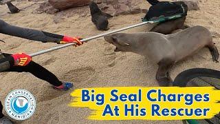 Big Seal Charges At His Rescuer