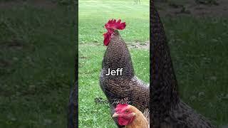 Jeffery, Jeff!!!! This rooster is looking for you! #jeffery #jeff #jeffy #rooster #chickens