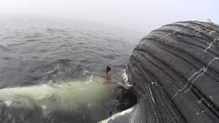 Pregnant white shark feasts upon dead whale Scarlett in Dana Point