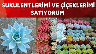 SUKULENTLERİM SATILIK YENİ SUKULENTLER GELDİ :) #kaktus #sukkulenten #sukulent #flowers #sukulent