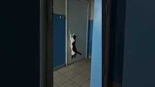 Умный кот сам открывает дверь в тамбуре.