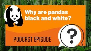 But Why Kids | Why are pandas black and white? | Full Podcast Episode