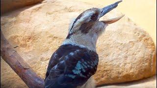 Kookaburra Bird laughing  Lachender Hans lacht