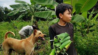 ដង្កូវស្លឹកចេកចៀន ​BANANA TREES ON ISLAND IS SO GREEN AND GOOD GROWING QUALITY 4K VIDEO Bong LaorTV