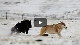 The Unbelievable Story of Mongolia's Livestock Guardian Dogs