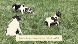 Toy Fox Terrier Puppies For Sale Millersburg, OH