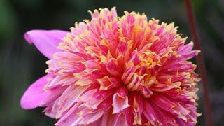 Planting dahlia tubers at Blooms on the Hill