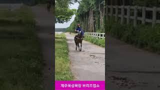 제주육성목장 브리즈업쇼