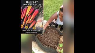 Growing carrots in grow bag