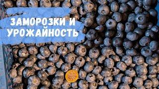 Урожайность голубики после заморозков