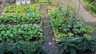 Vegetables harvesting in mini garden 2020 pictures compilations