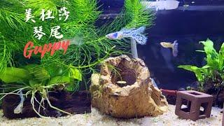 ＜水族趣＞美杜莎琴尾緞帶｜孔雀魚｜Medusa Lyretail Ribbon Guppy｜Poecilia reticulata  2024/12/19