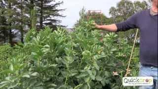 How to Grow Broad Beans - Video Tutorial