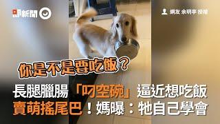 高雄臘腸犬叼空碗討食 賣萌搖狗尾巴 飼主：牠自己學會｜寵物