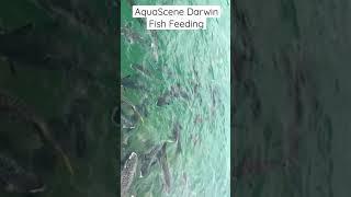 AQUASCENE FISH FEEDING - DARWIN 2022