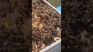 beehive in Australia #bees #beehive