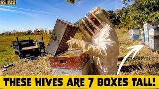 Harvesting Honey w/ a Treatment Free Beekeeper!! Beekeeping 101 #beekeeping