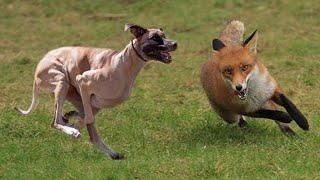 Interesting shots of fox hunting with the Moroccan dog Sloughi