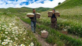  Mountain Harvest: Collecting Chamomile and Making Delicious Jam 