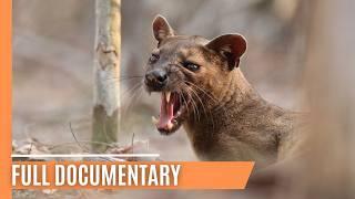 The Fascinating World of Madagascar - Where Weird Wildlife Thrives | Full Documentary