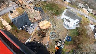 Removing 3 100' pines for a new shed