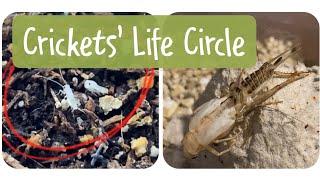 A bugs life. (Crickets full life cycle)