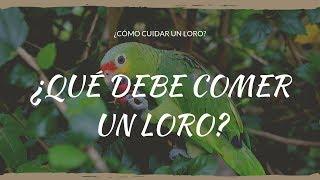 Como cuidar un LORO | ¿QUÉ DEBE COMER UN LORO?